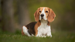 beagle traits