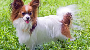 Pros and Cons of Papillon Dogs 4 pros and cons of papillon dogs