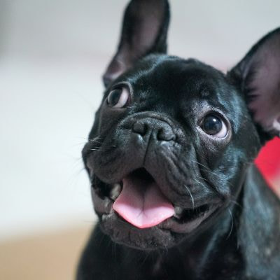 fun facts about french bulldogs