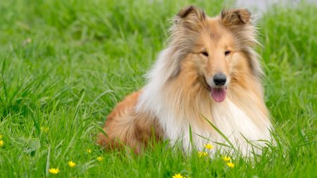 dog breeds least likely to  bite
