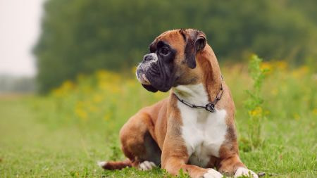 dog breeds least likely to bite
