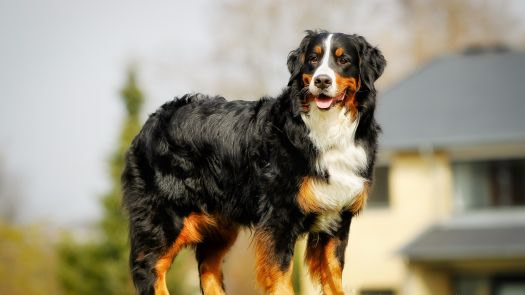 bernese mountain dog traits