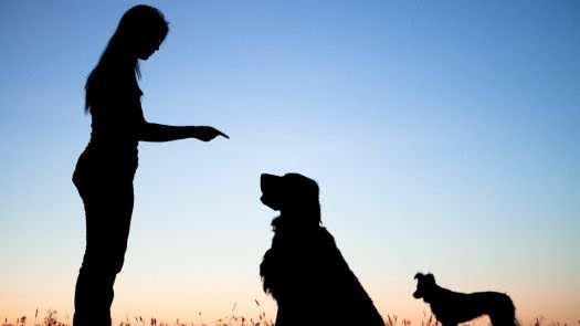 easiest dogs to train