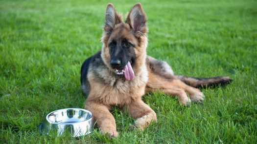 easiest dog breeds to train