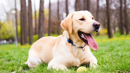 easiest dog breeds to train