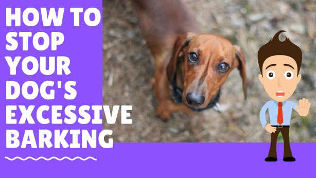 stop excessive barking