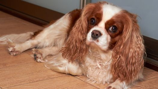 lifespan of king charles cavaliers