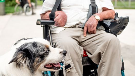 support dog how to register dog as emotional support animal