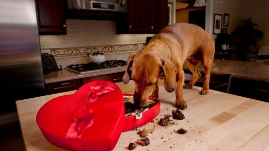 dachshund eating facts about the dachshund