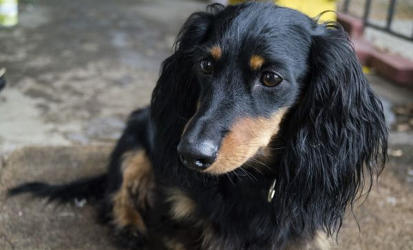 alphabetical order of dog breeds