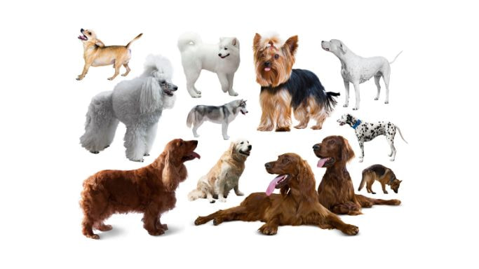 alphabetical order of dog breeds