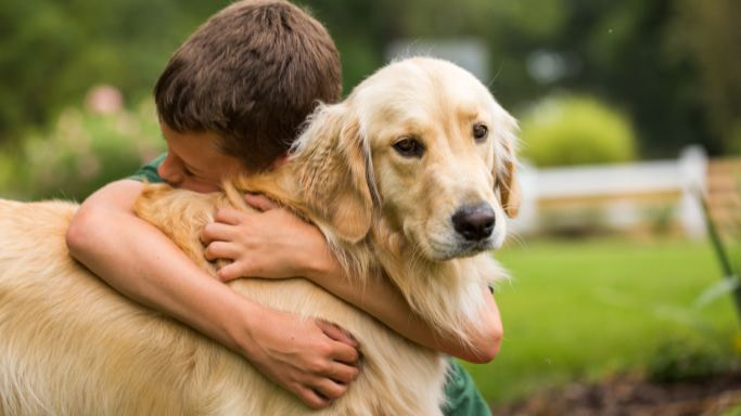 golden retriever personality traits