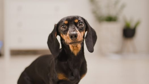 miniature dachshund facts about the dachshund