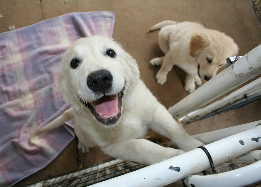 dogadoption adopting a dog