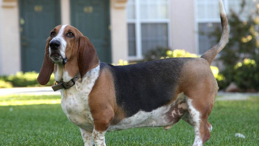 Basset Hound Facts - 5 Best Features You Need To Know