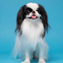 Japanese Chin Facts – 10 Fascinating Features