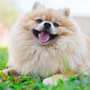 Pomeranian Facts – 10 Best Traits