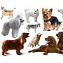 Alphabetical Order Of Dog Breeds