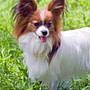 Pros and Cons of Papillon Dogs