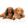 Two Dachshunds: Advantages and Disadvantages