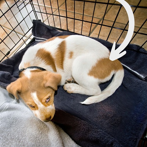 How To Crate Train A Puppy 5 Proven Steps